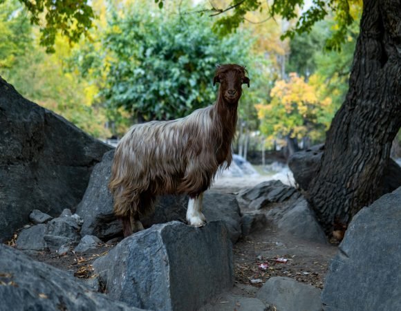 Hunza Valley Travel Guide: Top Places, Best Time and a 4-Day Itinerary