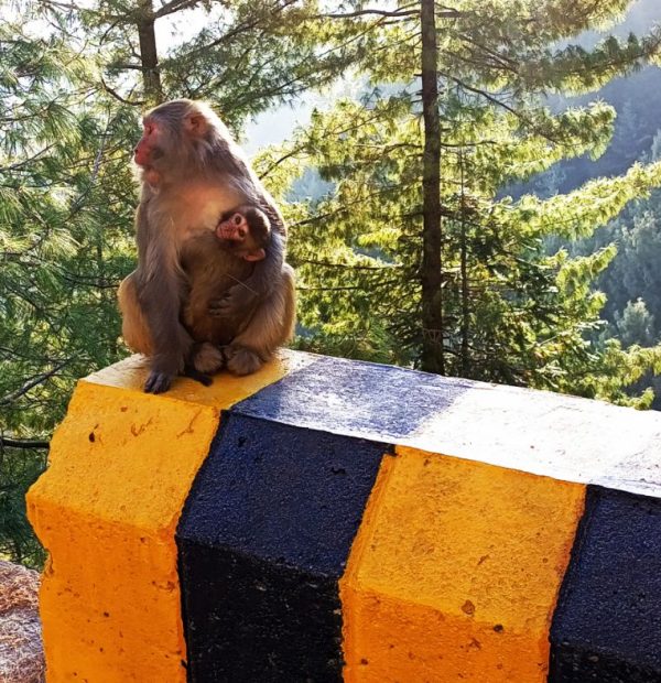 Nathia Gali Tour Pakistan,Murree Pakistan travel guide, things to do in Murree, best time to visit Murree, Murree hill station, Mall Road Murree, chair lift in Patriata, places to visit near Islamabad, Murree hotels and resorts.