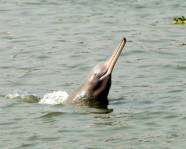 Indus River Dolphin Travel agency Pakistan Destination wedding Pakistan Sikh Yatra Pakistan Northern Pakistan tour packages Guru Nanak Yatra Pakistan Best travel agency in Pakistan Skardu tour packages Destination wedding venues in Pakistan Kartarpur Sahib Corridor Luxury wedding packages Pakistan
